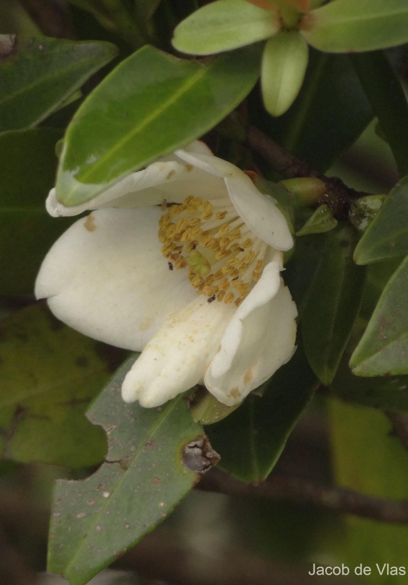 Polyspora elliptica (Gardner) Orel, Peter G.Wilson, Curry & Luu